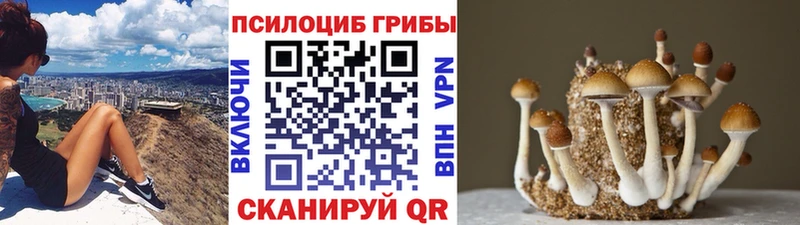 Купить закладки  Ярославль  Галлюциногенные грибы Psilocybine cubensis 